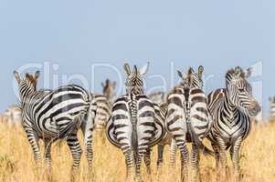 Gruppe Zebras