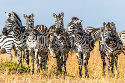 Zebras in Reih und Glied