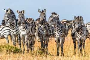 Zebras in Reih und Glied