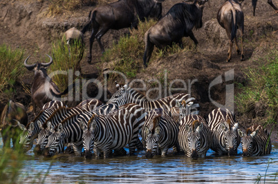 Zebras am Wasserloch