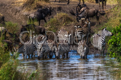 Zebras und Gnus am Wasserloch