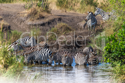 Zebras am Wasserloch