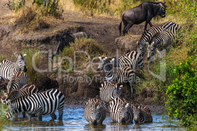 Gnus und Zebras am Wasserloch