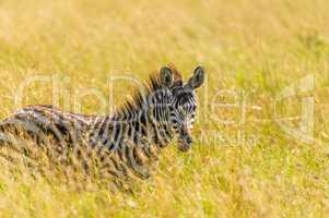 Junges Zebra im hohen Gras