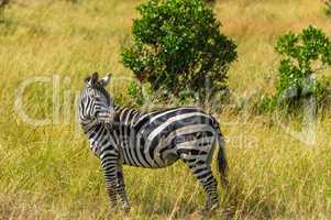 Zebra in der Graslandschaft