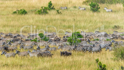 Tierwanderung in der Masai Mara