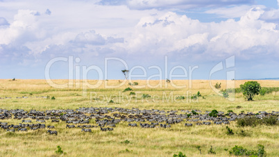 Tierwanderung in der Masai Mara