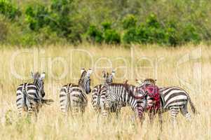 Zebras nach einem Angrif