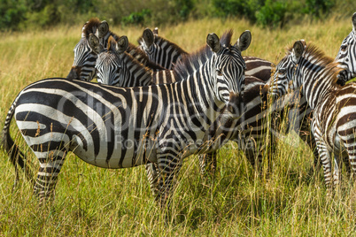 Eine gruppe Zebras