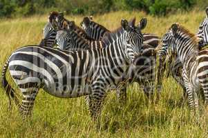 Eine gruppe Zebras