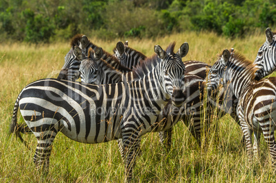 Zebras in der Wildnis