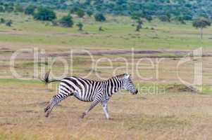 Zebra im Lauf