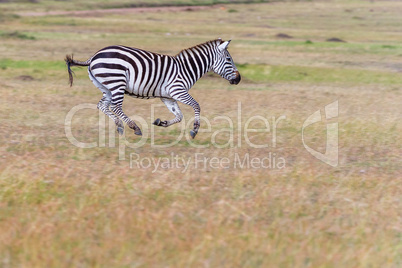 Zebra im Galopp