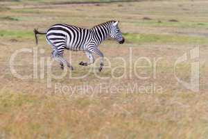 Zebra im Galopp