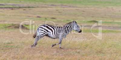 Schnelles Zebra