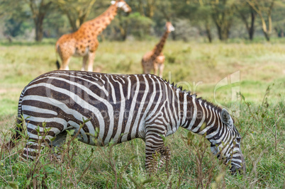 Zebra und Giraffen