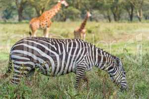 Zebra und Giraffen