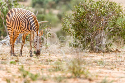 Grasendes Zebra