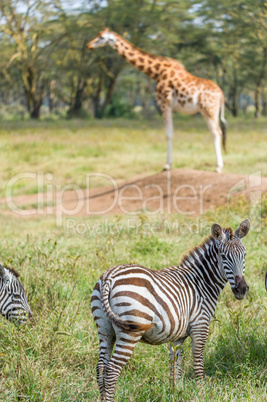 Zebras und eine Giraffe