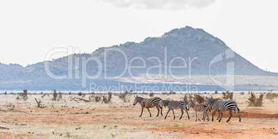 Zebras vor einer Hügellandschaft