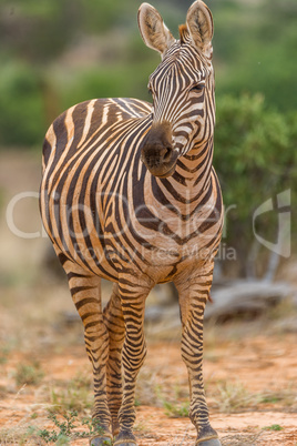 Portrait eines Zebras