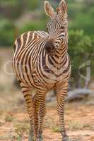 Portrait eines Zebras