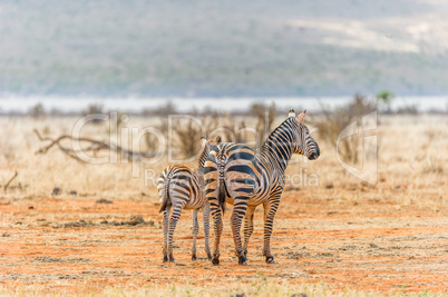 Zebra mit ihrem Pfolen