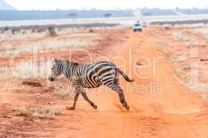 Zebra flüchtet vor Safari Gästen