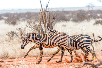 Zebras im Galopp