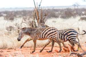 Zebras im Galopp