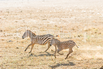 Zebra und ihr jung Tier