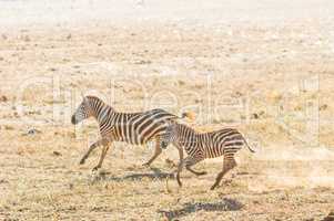 Zebra und ihr jung Tier