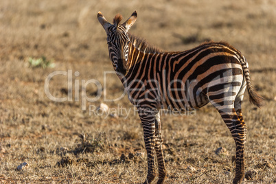 Portrait eines jungen Zebras