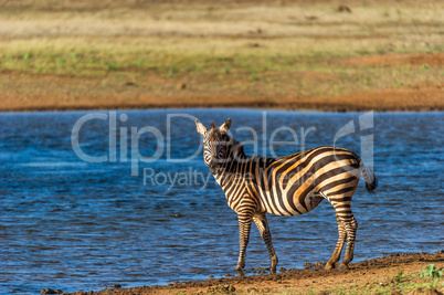 Aufmerksames Zebra am Wasserloch