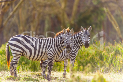 Zebras schauen zur Kamera