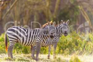 Zebras schauen zur Kamera