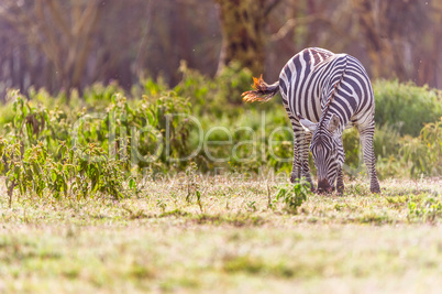 Zebra grasst