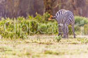 Zebra grasst