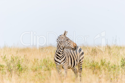 Zebra in der Graslandschaft