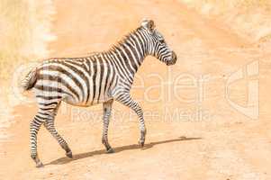 Kleines Zebra überquert die Straße