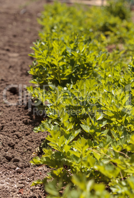 Fresh celery grows on a small organic farm