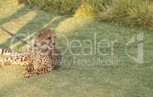 Cheetah, Acinonyx jubatus