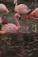 Chilean flamingo, Phoenicopterus chilensis