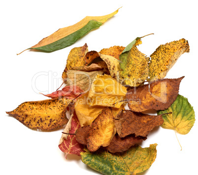 Multicolor autumn leafs