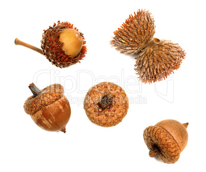 Autumnal acorns isolated on white background