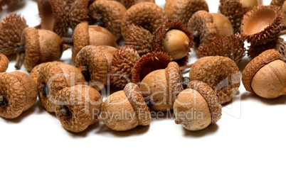 Autumn oak acorns on white