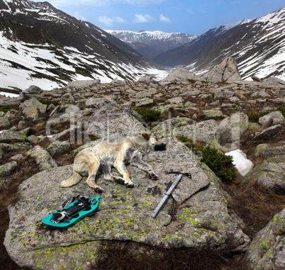 Dog sleeping on big stone with hiking equipment at sun day