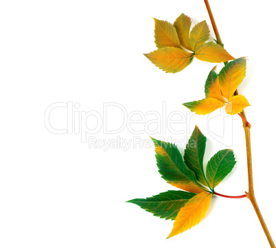 Multicolor autumnal twig of grapes leaves, parthenocissus quinqu