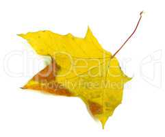 Autumn multicolor maple-leaf