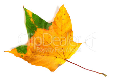 Autumn multicolor maple-leaf